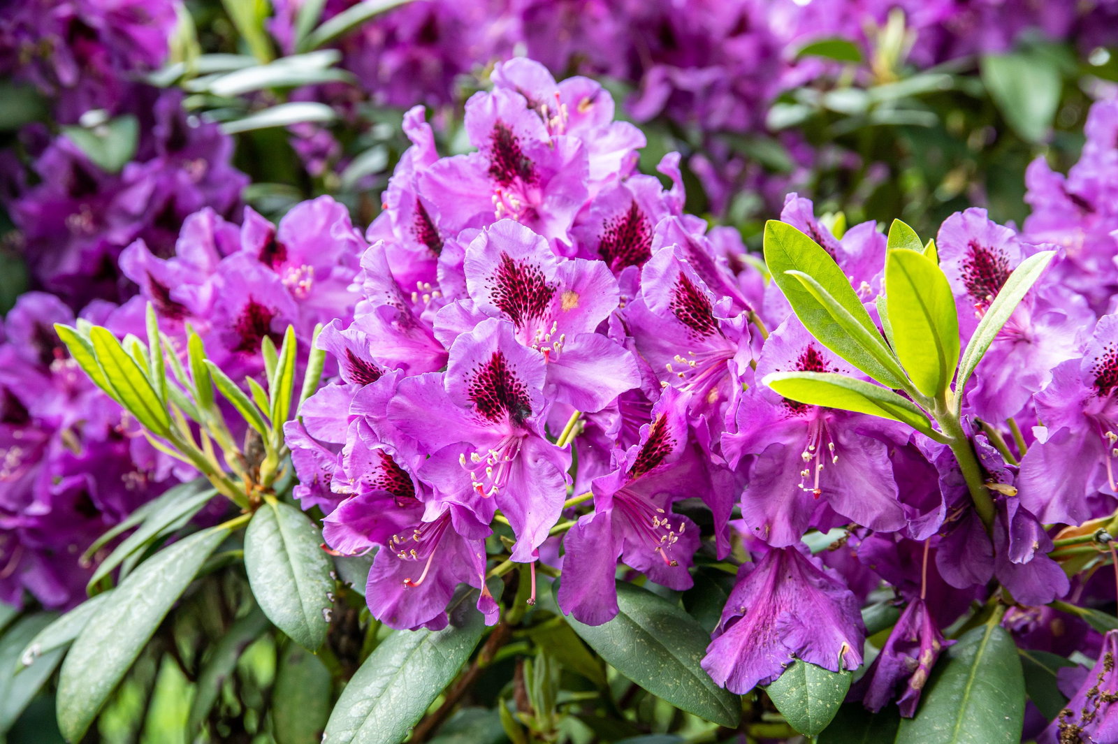 Rhododendron Blauer Traum - Rhododendron hybride Blauer Traum gnstig kaufen