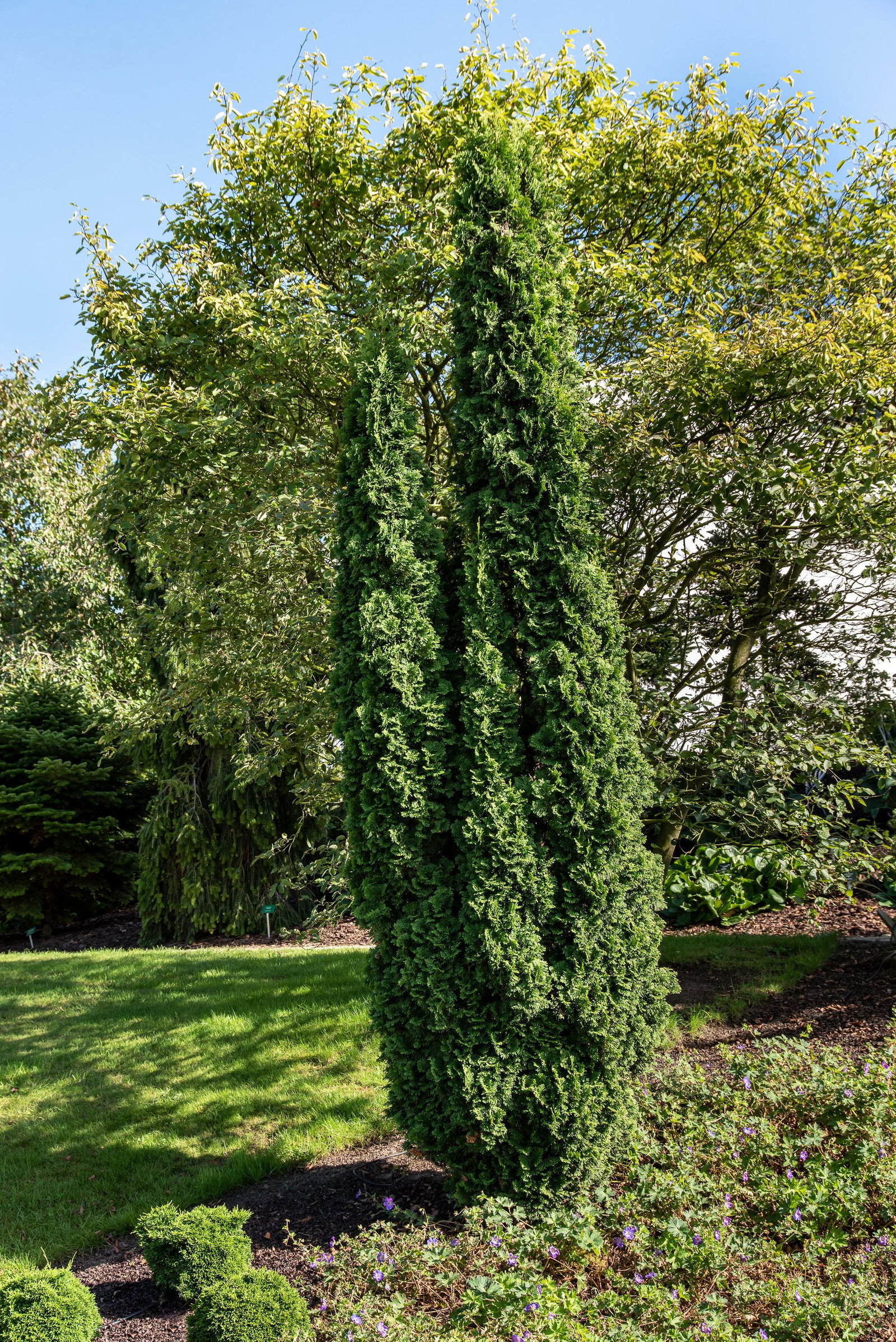 Lebensbaum Degroot Spire - Thuja occidentalis Degroot Spire gnstig kaufen