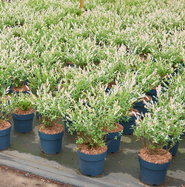 Japanische Harlekinweide - Salix integra Hakuro Nishiki gnstig kaufen