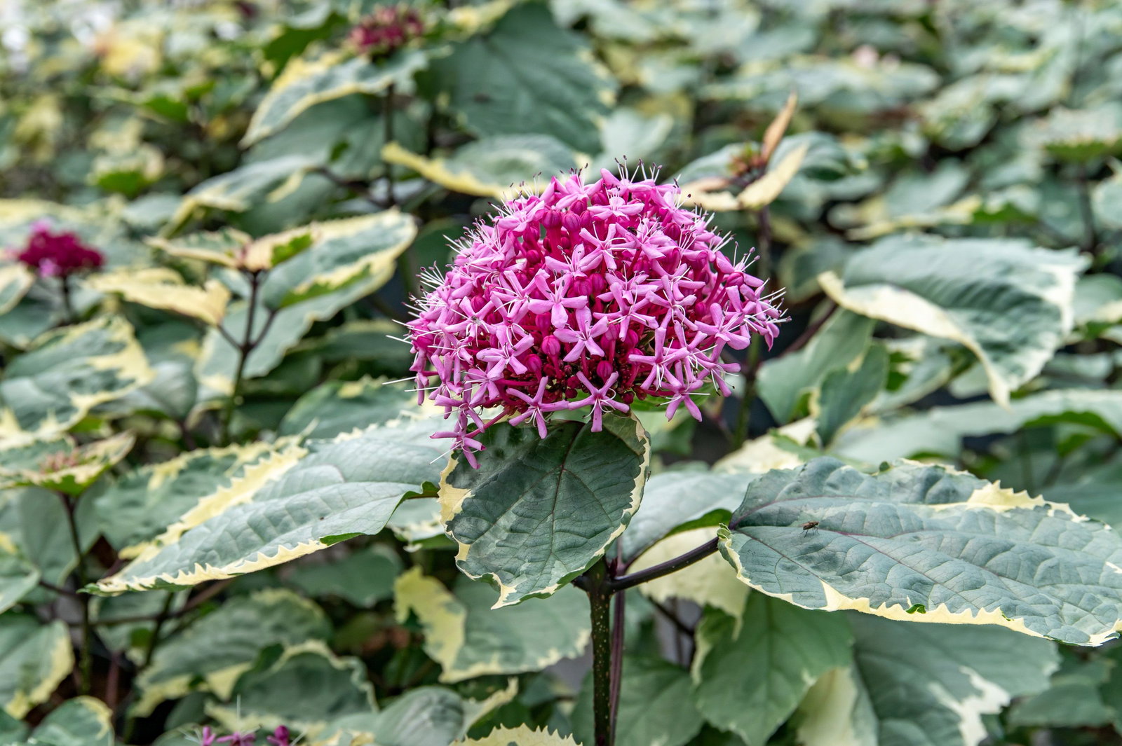 Buntlaubiger Losbaum Pink Diamond - Clerodendrum bungei Pink Diamond  gnstig kaufen
