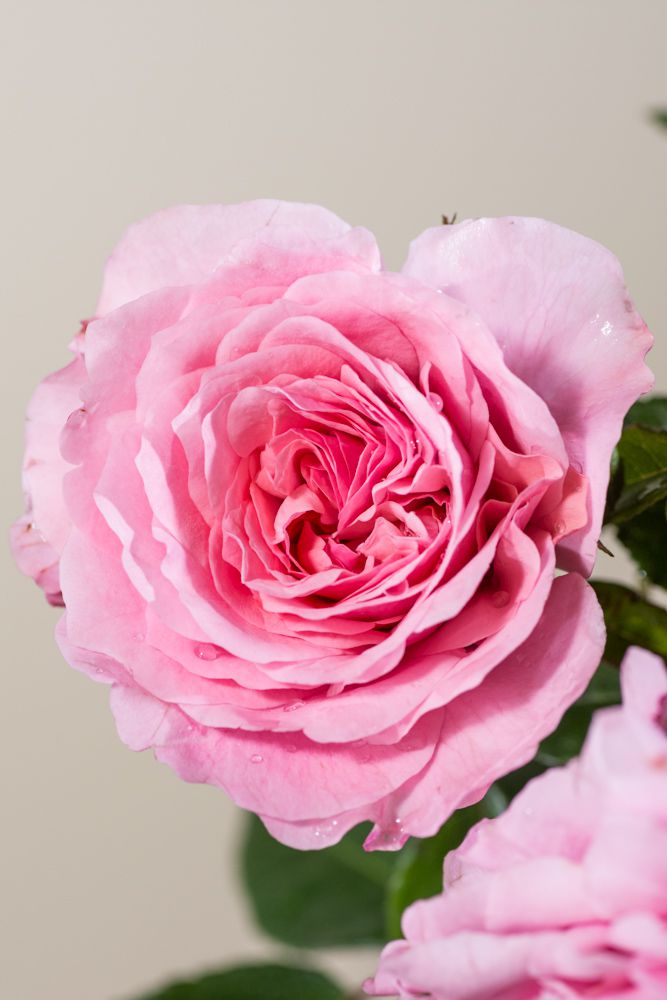 Rose Zaide Rosa Zaide günstig kaufen
