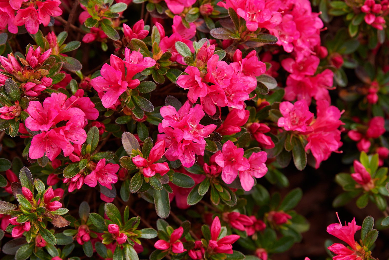 Japanische Azalee Kleiner Prinz - Rhododendron obtusum Kleiner Prinz  gnstig kaufen