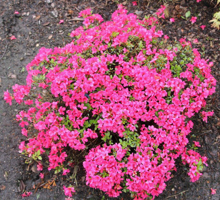 Japanische Azalee Kleiner Prinz - Rhododendron obtusum Kleiner Prinz  gnstig kaufen