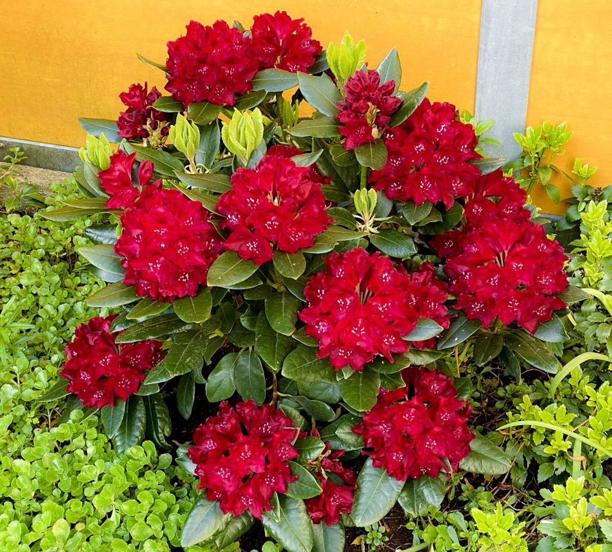 Rhododendron Cherry Kiss ®EUS Rhododendron Hybride Cherry Kiss ®EU