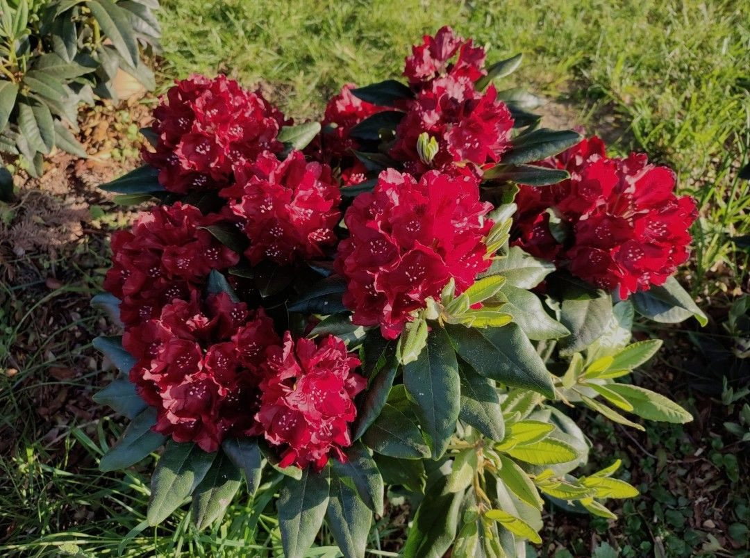 Rhododendron Cherry Kiss -EU-S - Rhododendron Hybride Cherry Kiss -EU-S  gnstig kaufen