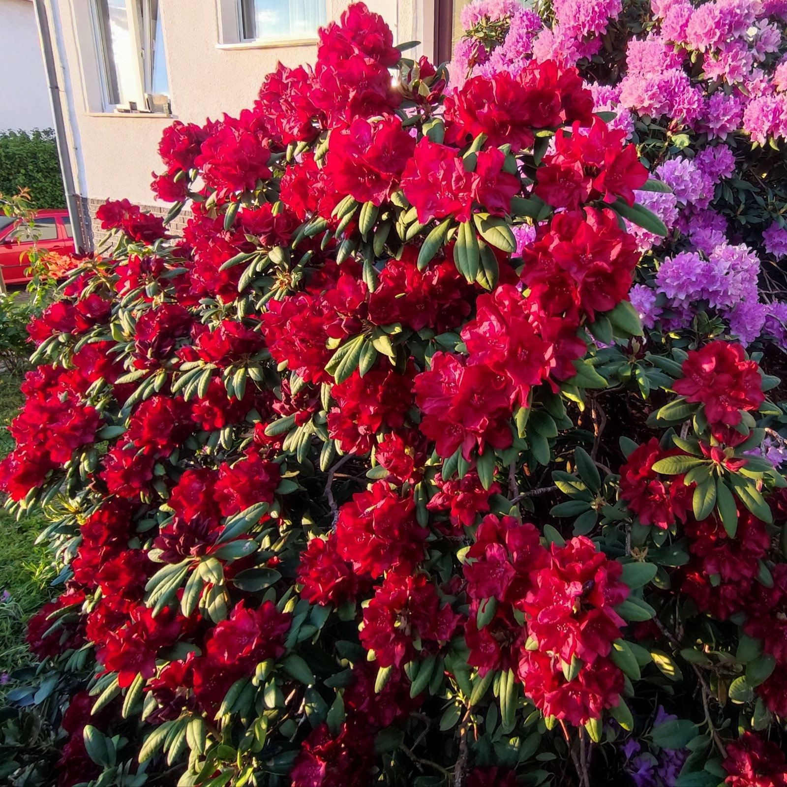 Rhododendron Cherry Kiss -EU-S - Rhododendron Hybride Cherry Kiss -EU-S  gnstig kaufen