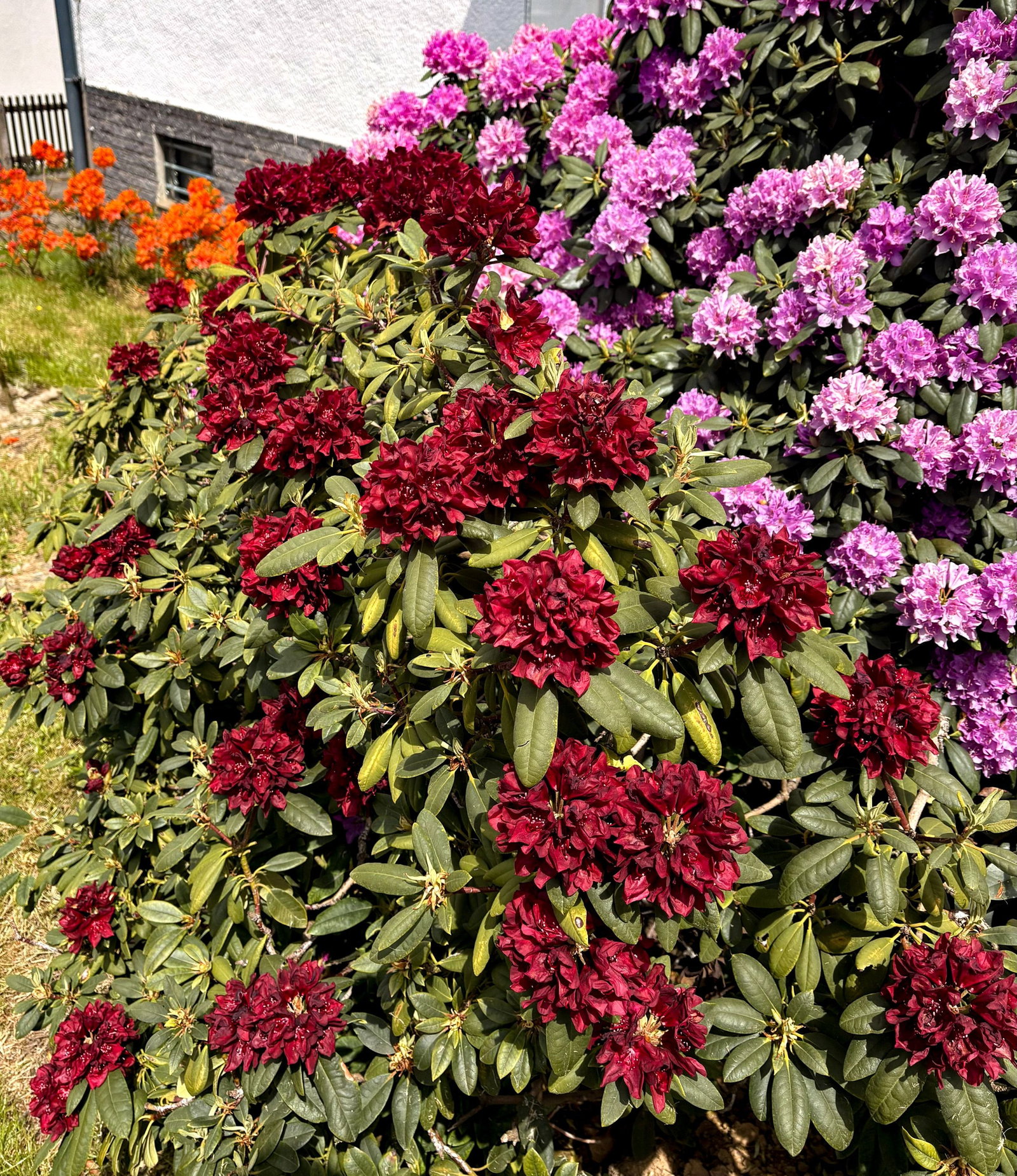 Rhododendron Cherry Kiss -EU-S - Rhododendron Hybride Cherry Kiss -EU-S  gnstig kaufen