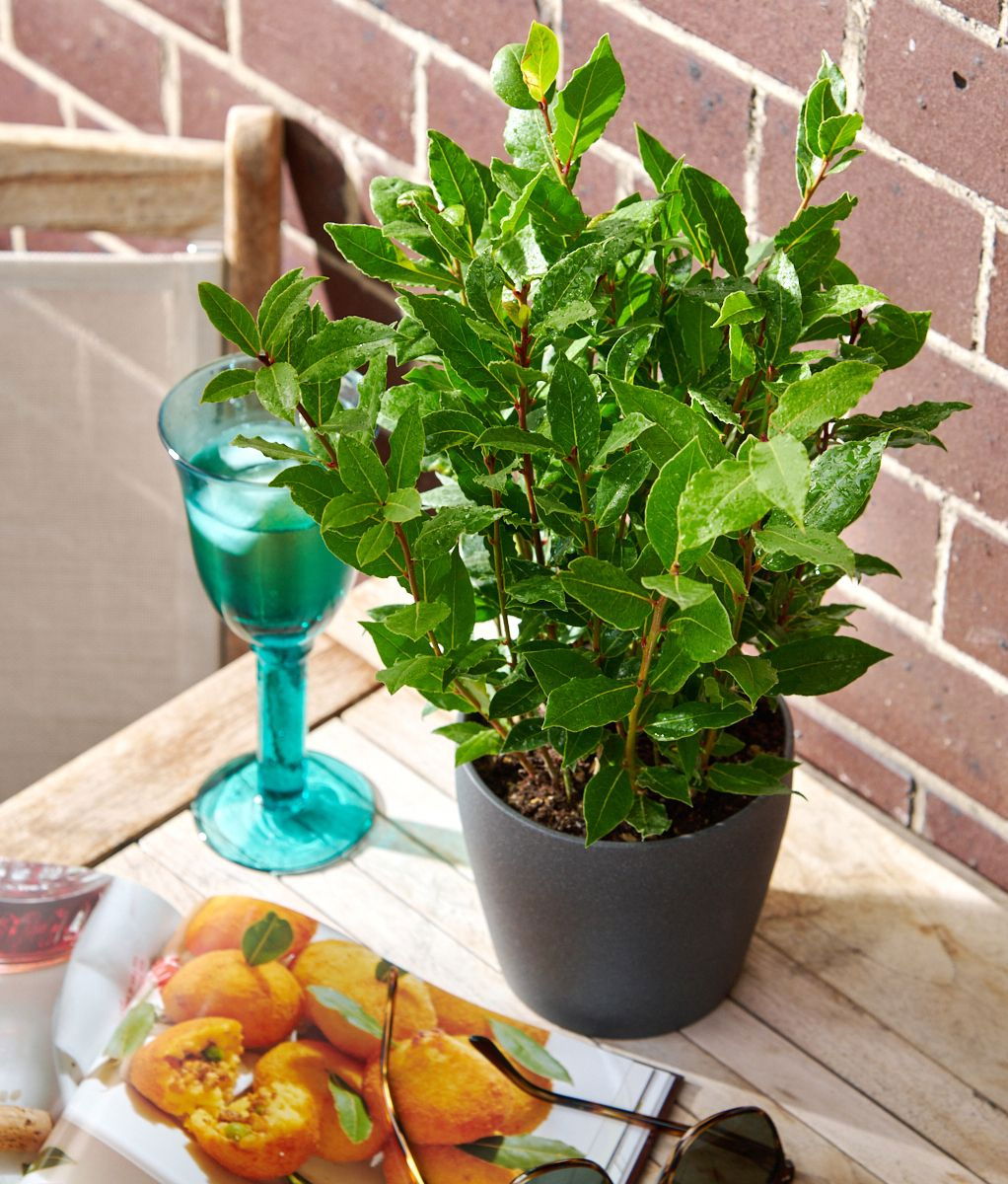 Echter Lorbeer Little Ragu Sweet Bay Laurus nobilis Little Ragu Sweet