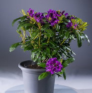 Rhododendron Orakel - Rhododendron Hybride Orakel gnstig kaufen
