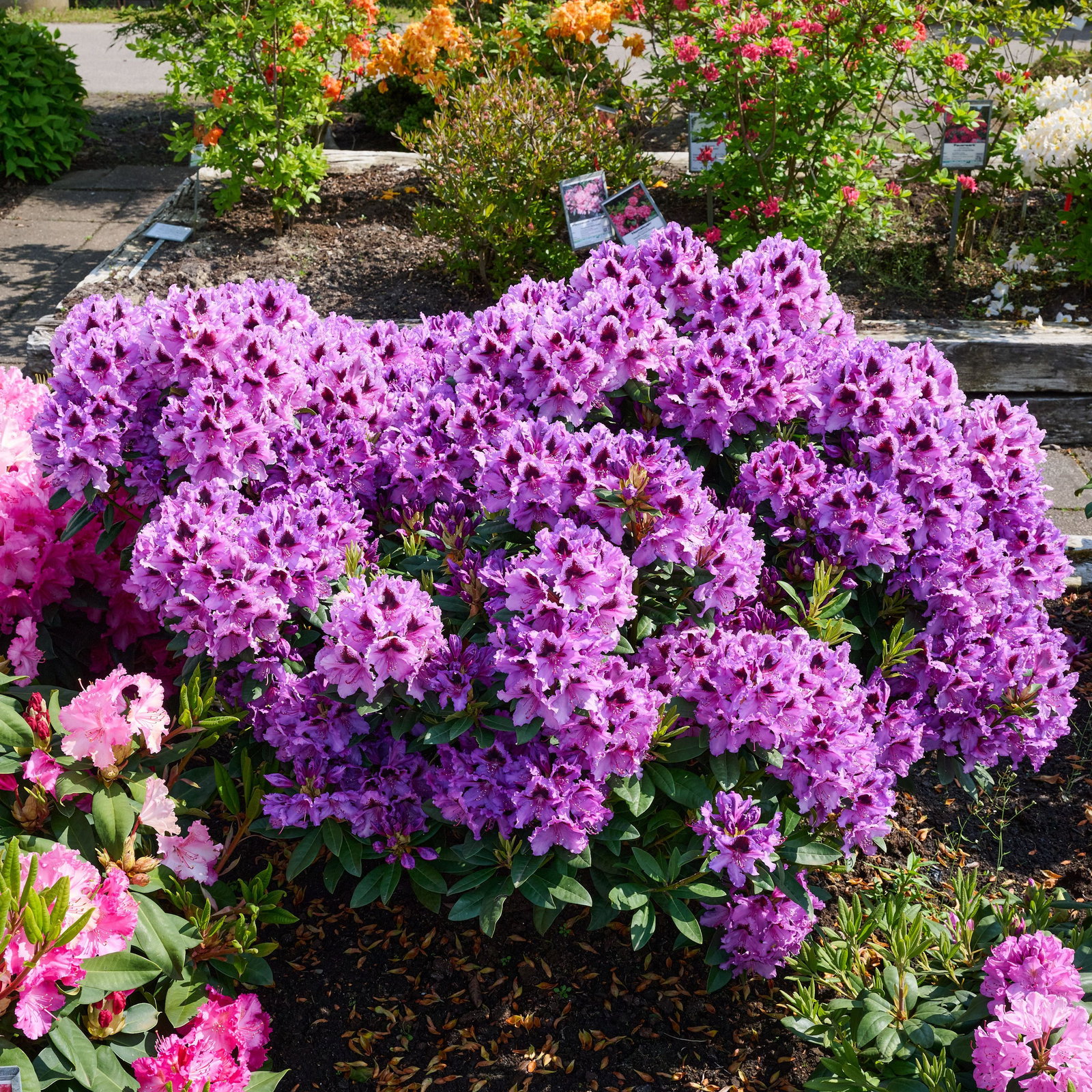 Rhododendron Hybride Graal-Mritz - Rhododendron Rhododendronpark Graal- Mritz gnstig kaufen