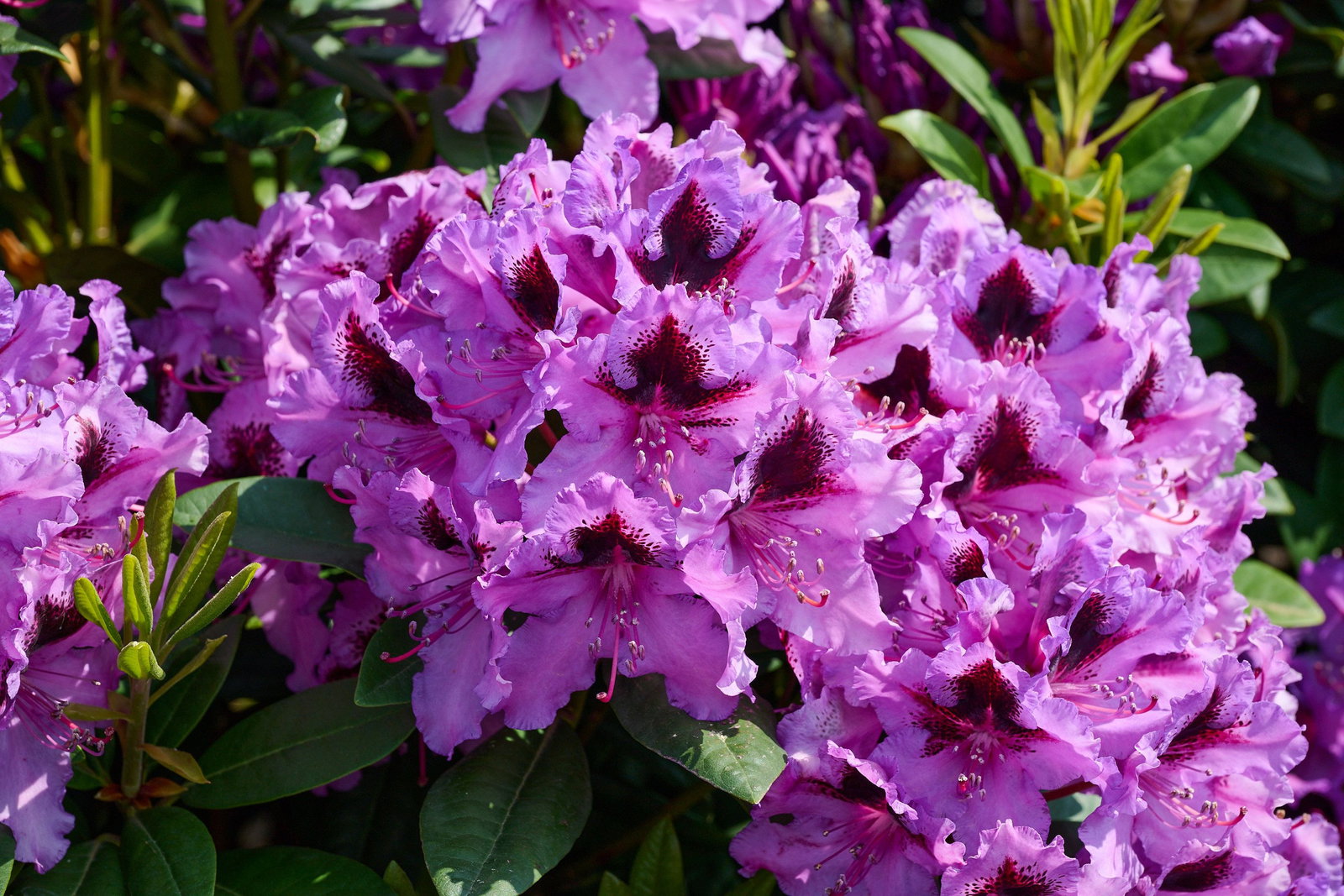 Rhododendron Hybride Graal-Mritz - Rhododendron Rhododendronpark  Graal-Mritz gnstig kaufen