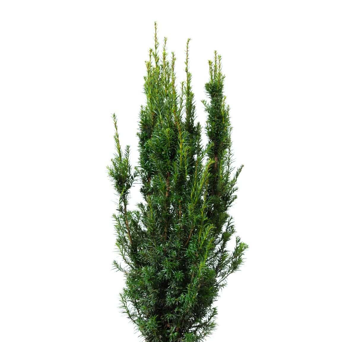Eibe Westerstede - Taxus baccata Westerstede gnstig kaufen