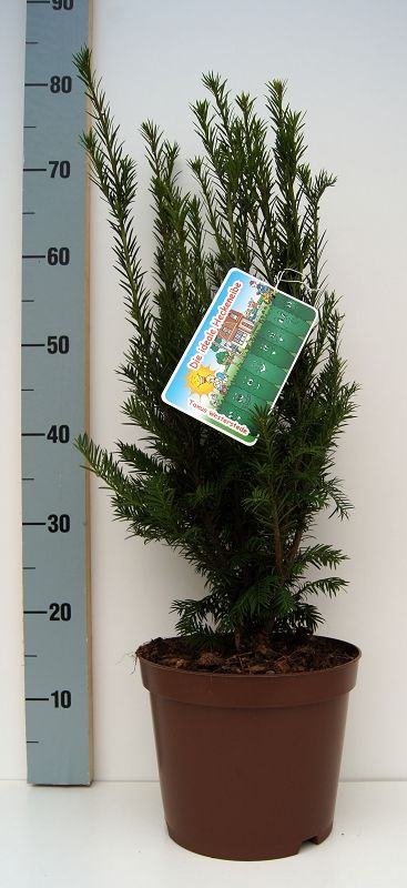 Eibe Westerstede - Taxus baccata Westerstede gnstig kaufen
