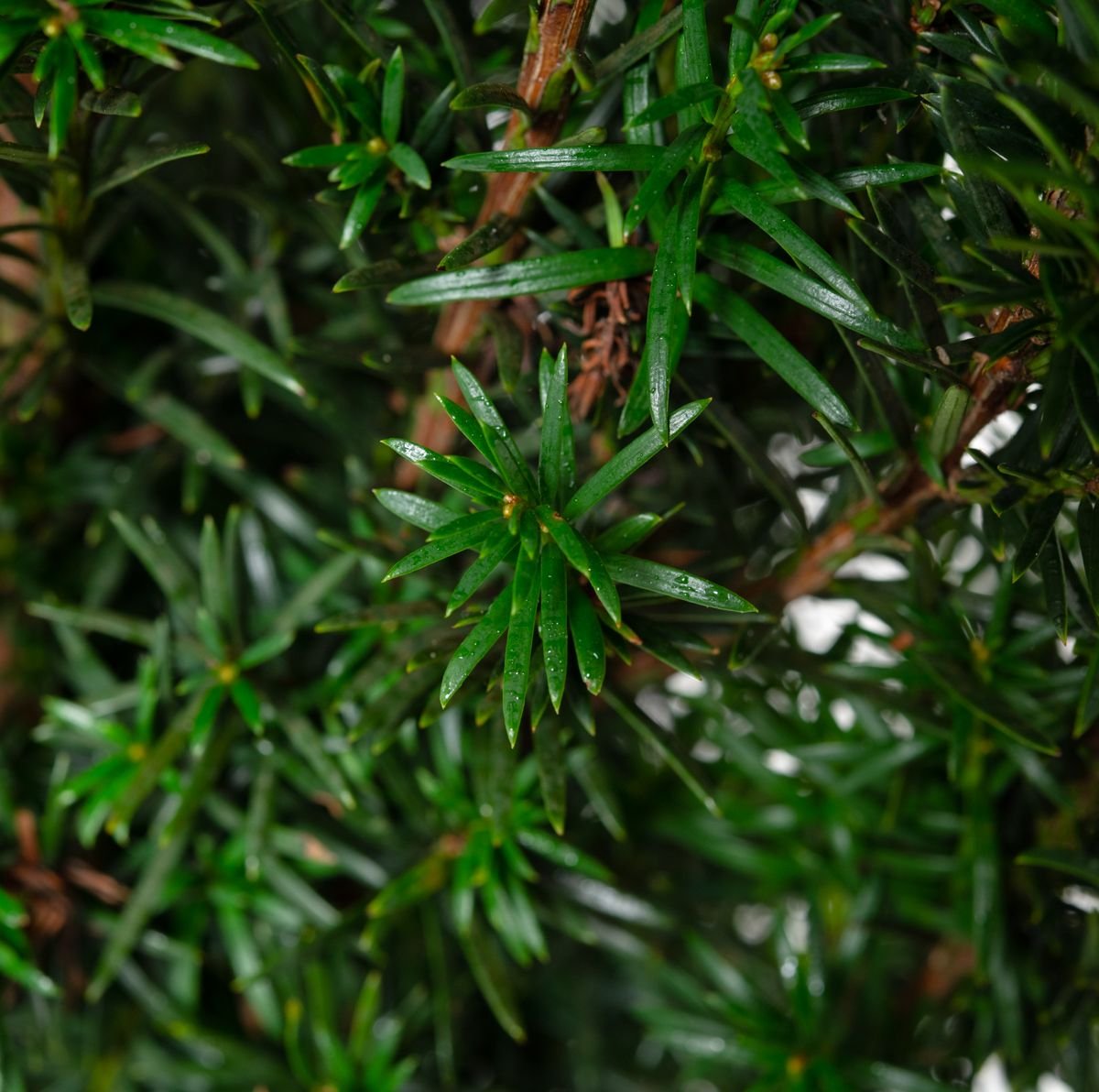 Eibe Westerstede - Taxus baccata Westerstede gnstig kaufen