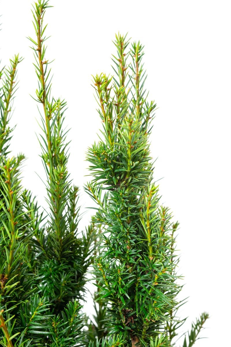 Eibe Westerstede - Taxus baccata Westerstede gnstig kaufen