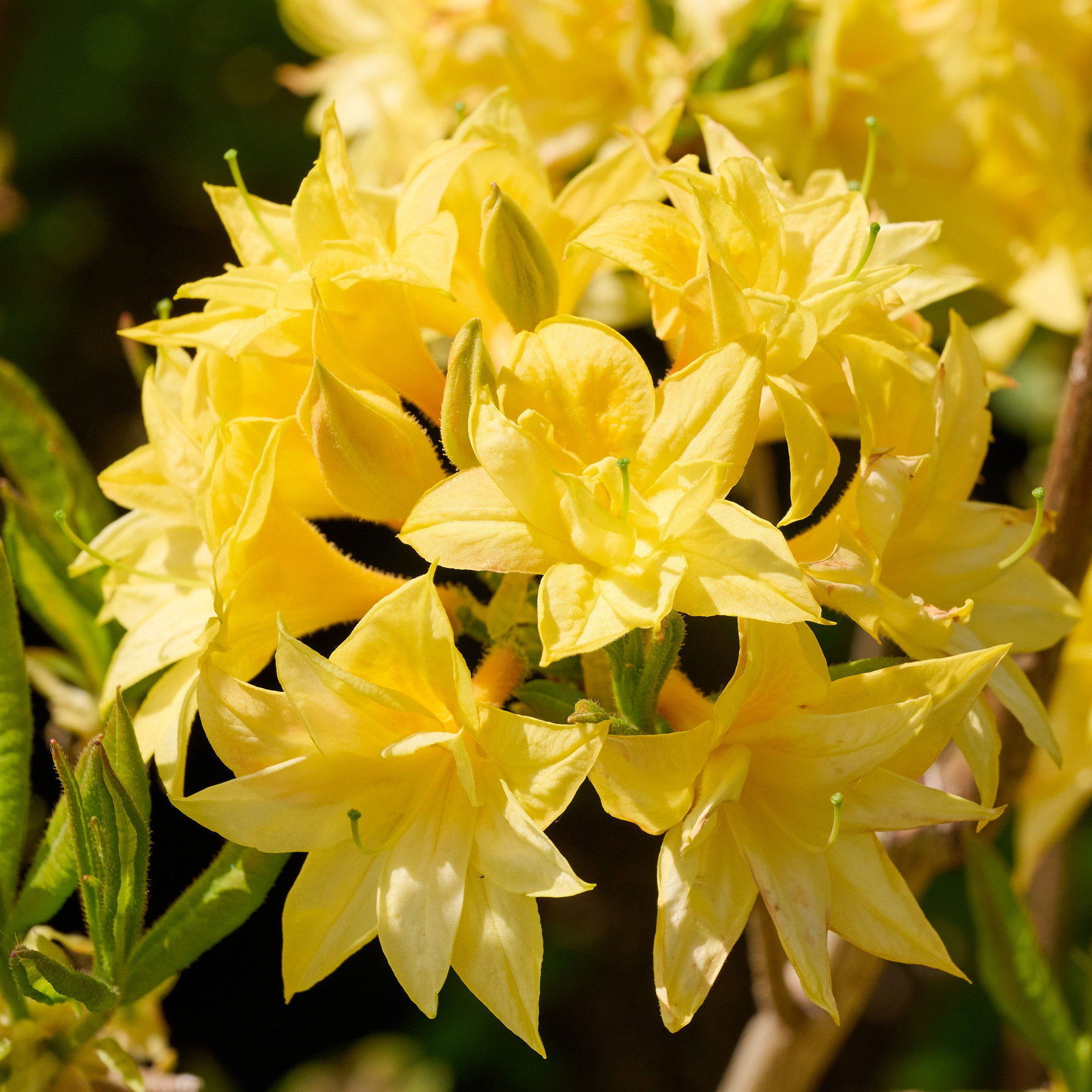 rhododendron pflegen und düngen Rhododendron Dünger flüssig 500 ml