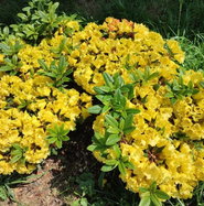 rhododendron catawbiense roseum elegans Catawba rhododendron, Rhododendron catawbiense main image 0