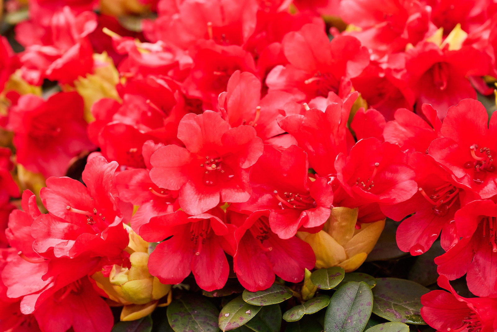 Rhododendron Leuchtpolster - Rhododendron forrestii Leuchtpolster gnstig  kaufen