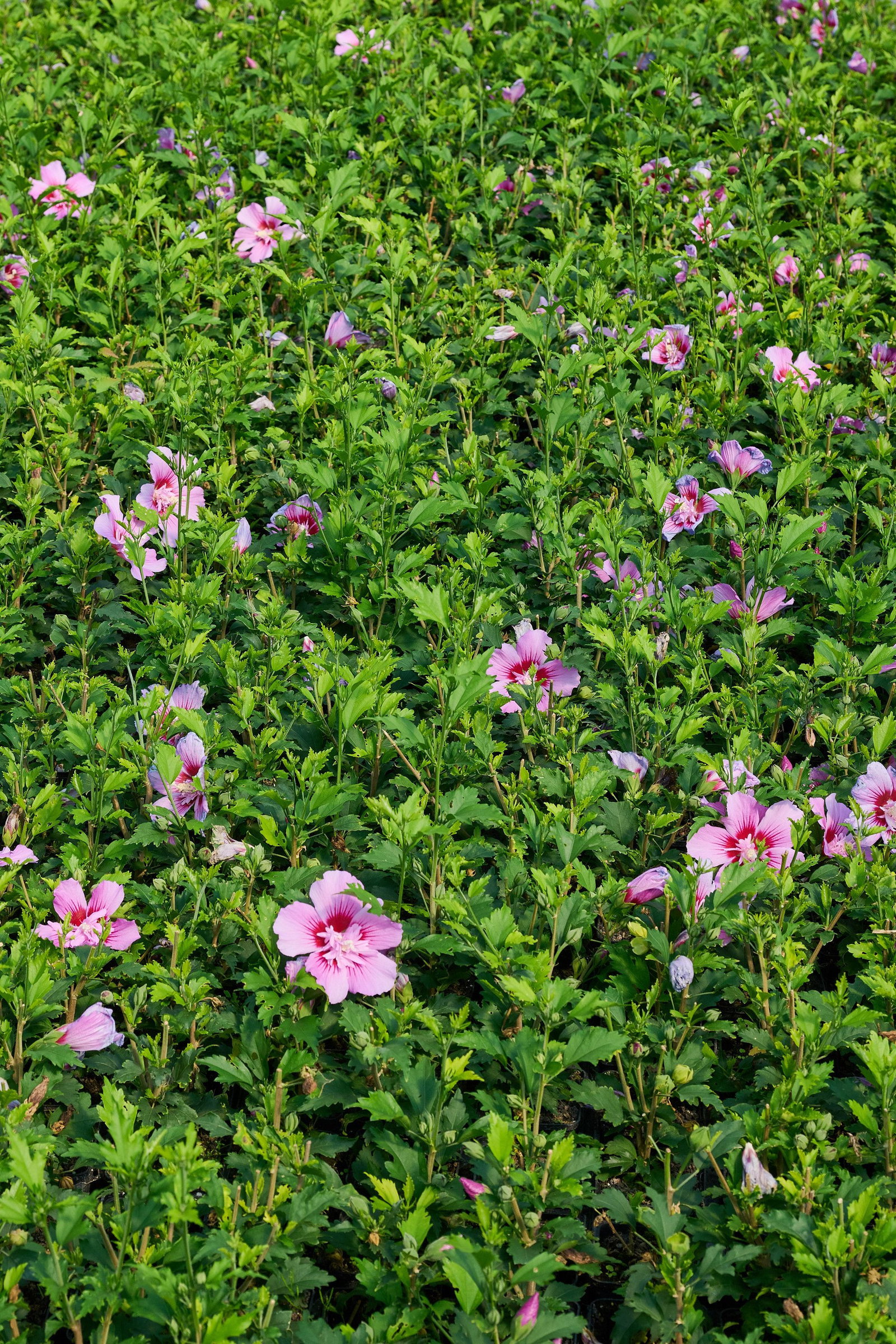 Garteneibisch Maike - Hibiscus syriacus Maike gnstig kaufen