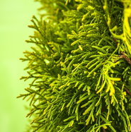 thuja sinusitis Forces of Nature Sinus Relief Maximum Strength Drops