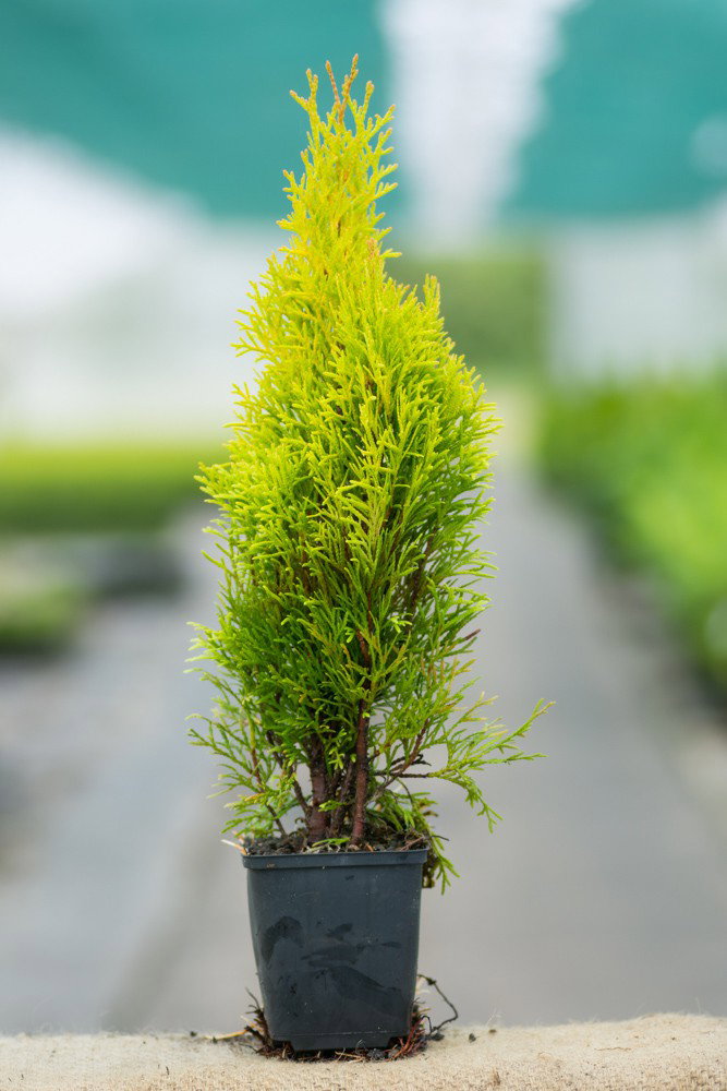 Thuja Golden Smaragd