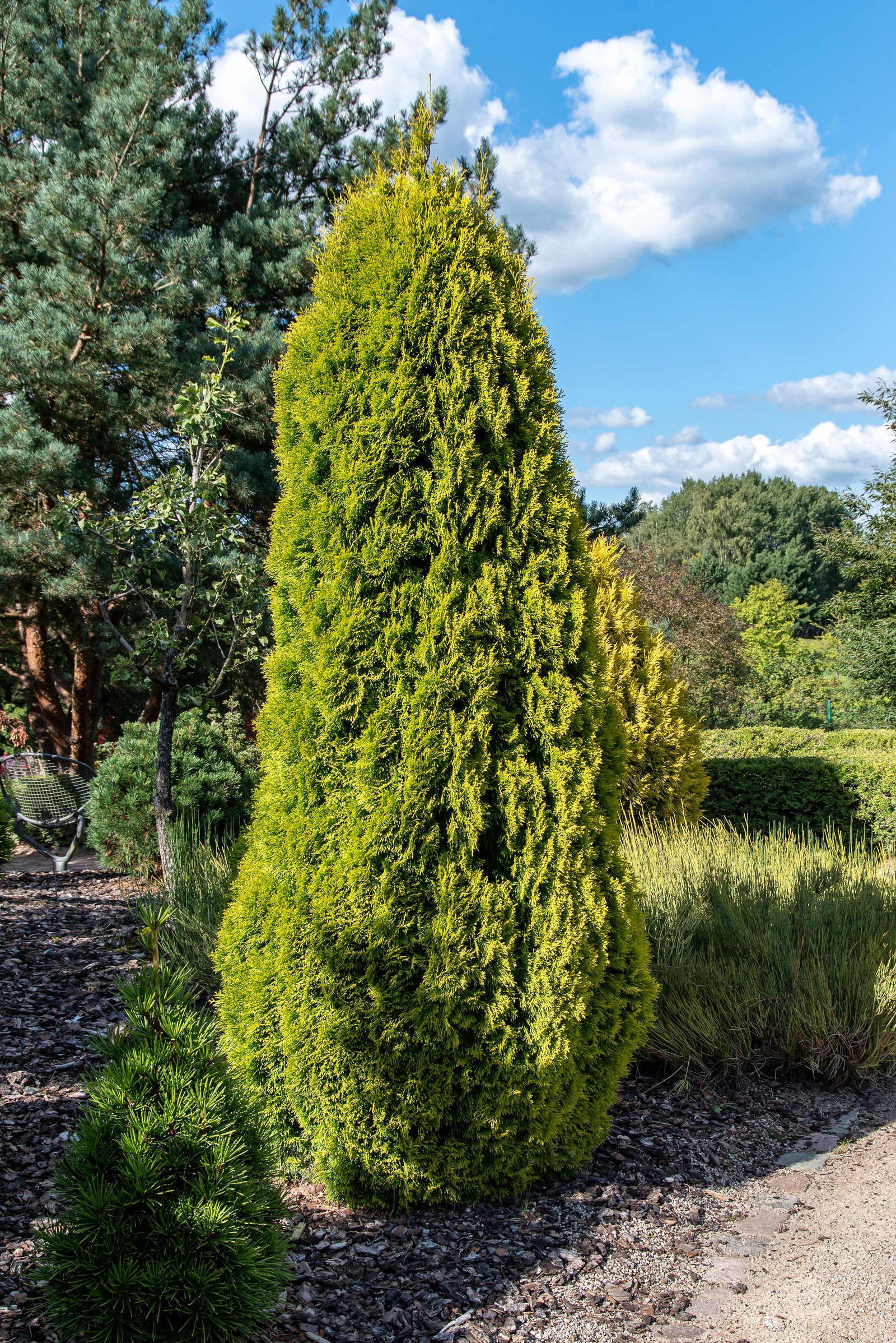 thuja zebrina Thuja plicata 'Zebrina' Western Red Cedar main image 1