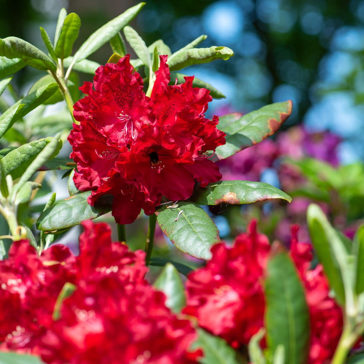 Rhododendron Tarantella - Rhododendron hybride Tarantella gnstig kaufen