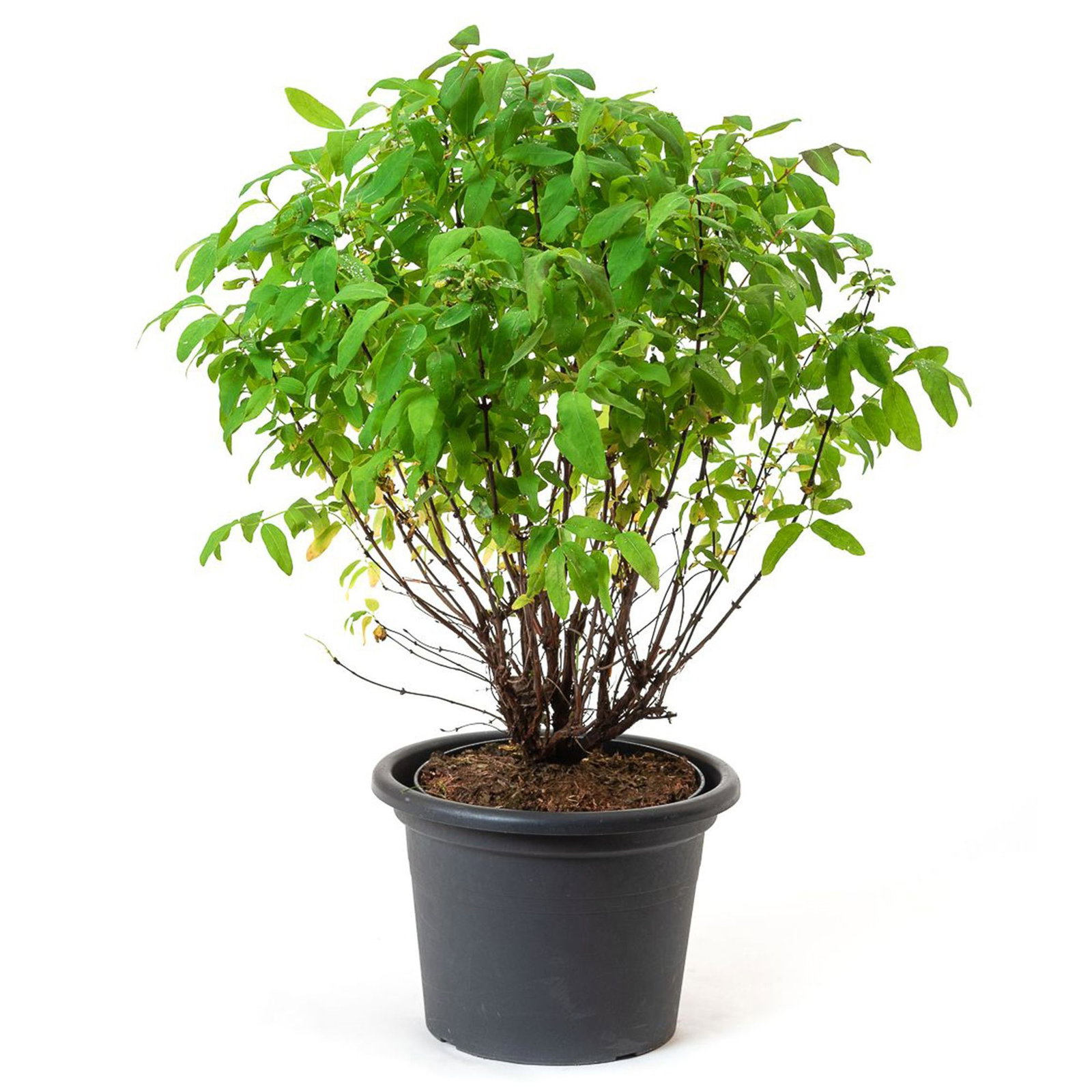 philodendron ornatum Philodendron Ornatum Giant Silver