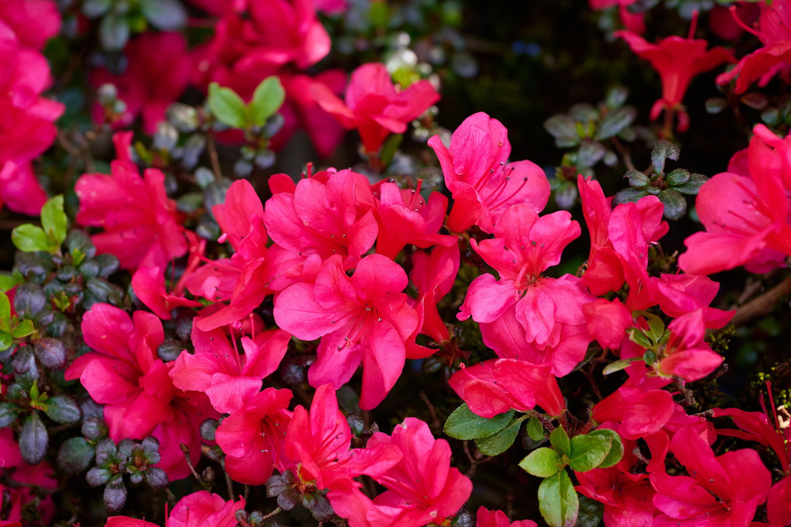 Japanische Azalee Amoena - Rhododendron obtusum Amoena gnstig kaufen