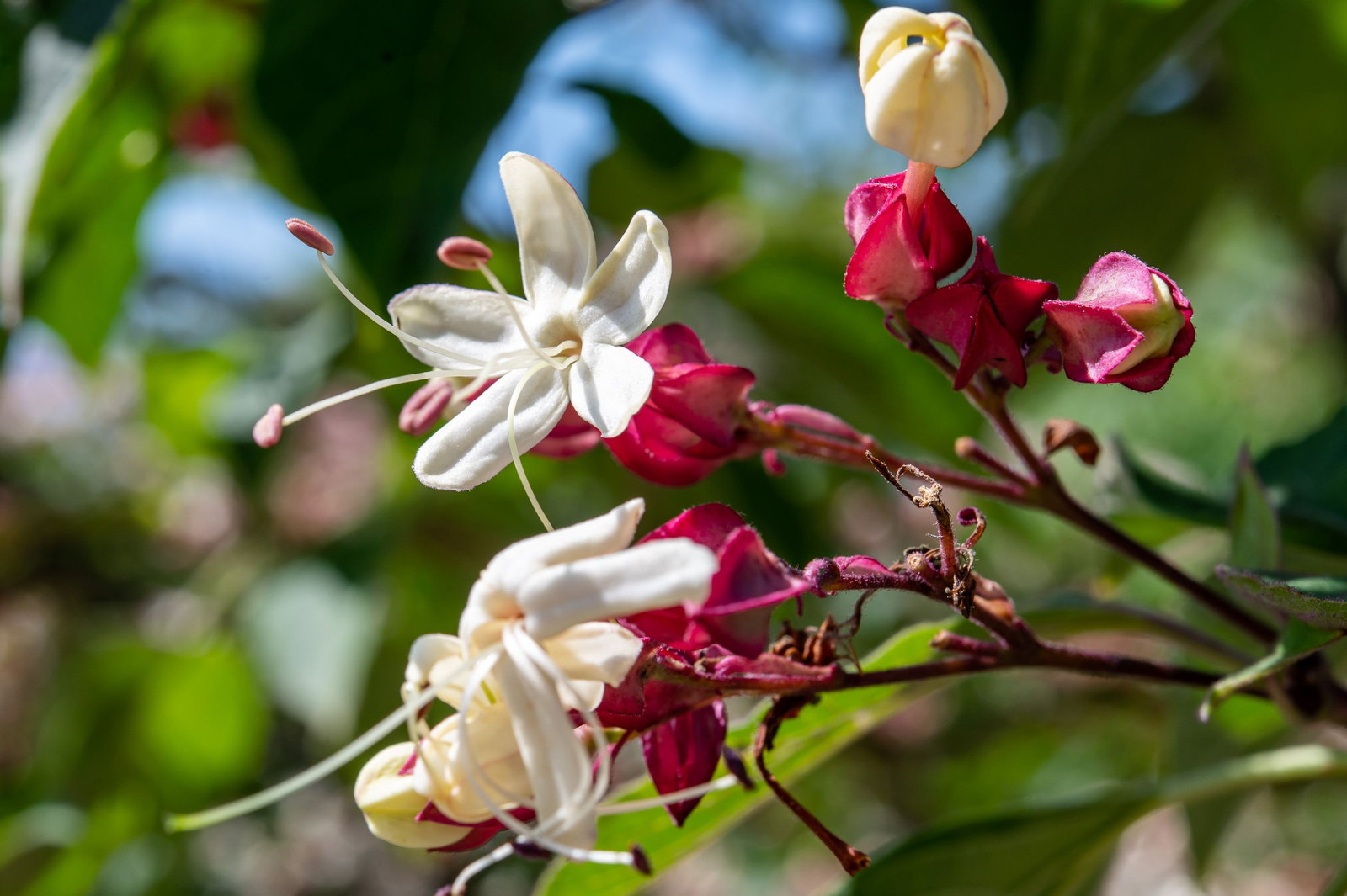 Losbaum - Clerodendrum trichotomum gnstig kaufen