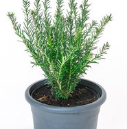 Eibe Renkes Kleiner Grner  - Taxus baccata Renkes Kleiner Grner   gnstig kaufen