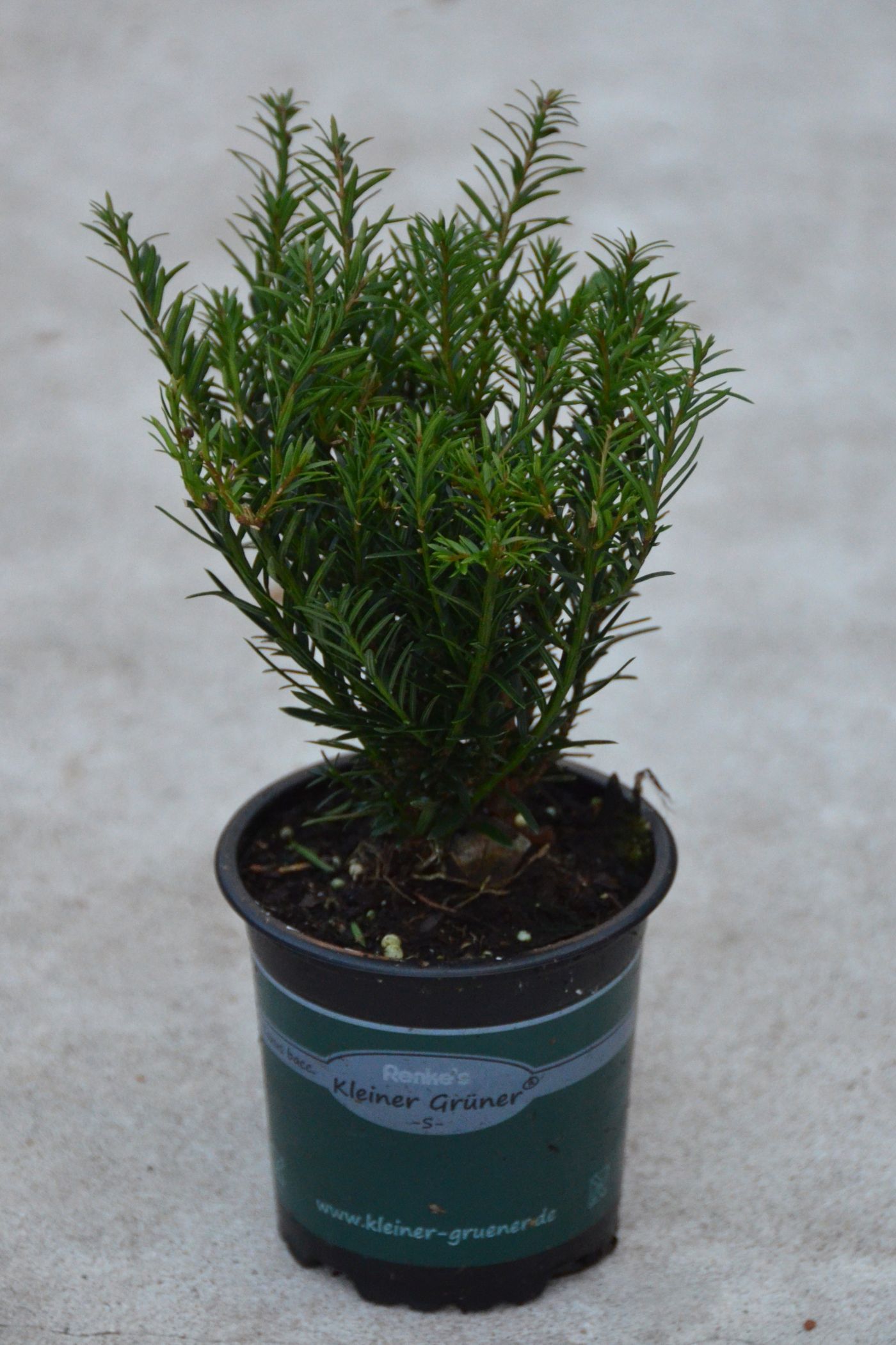 Eibe Renkes Kleiner Grüner - Taxus baccata Renkes Kleiner Grüner ...