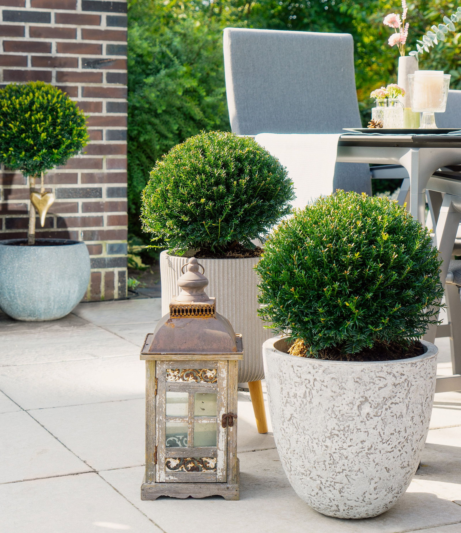 Eibe Renkes Kleiner Grner  - Taxus baccata Renkes Kleiner Grner   gnstig kaufen