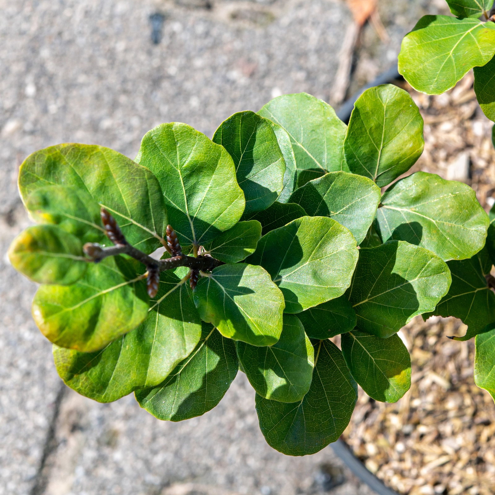 Sulen-Rotbuche Cockleshell - Fagus sylvatica Cockleshell gnstig kaufen