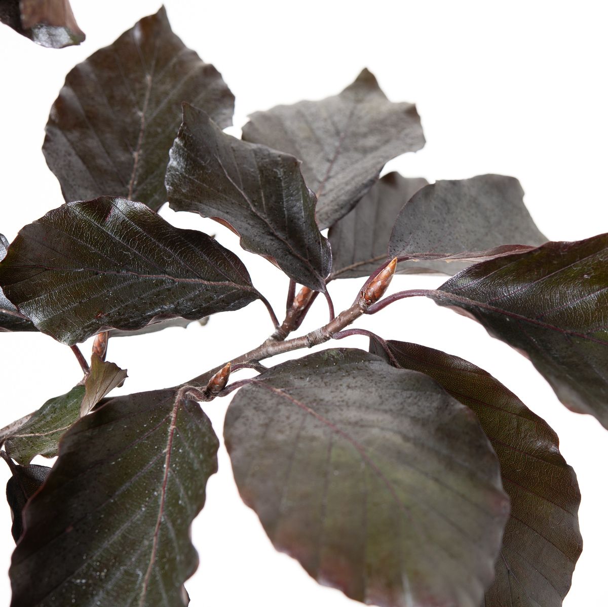 Veredelte Blutbuche Spaethiana - Fagus sylvatica Spaethiana gnstig kaufen