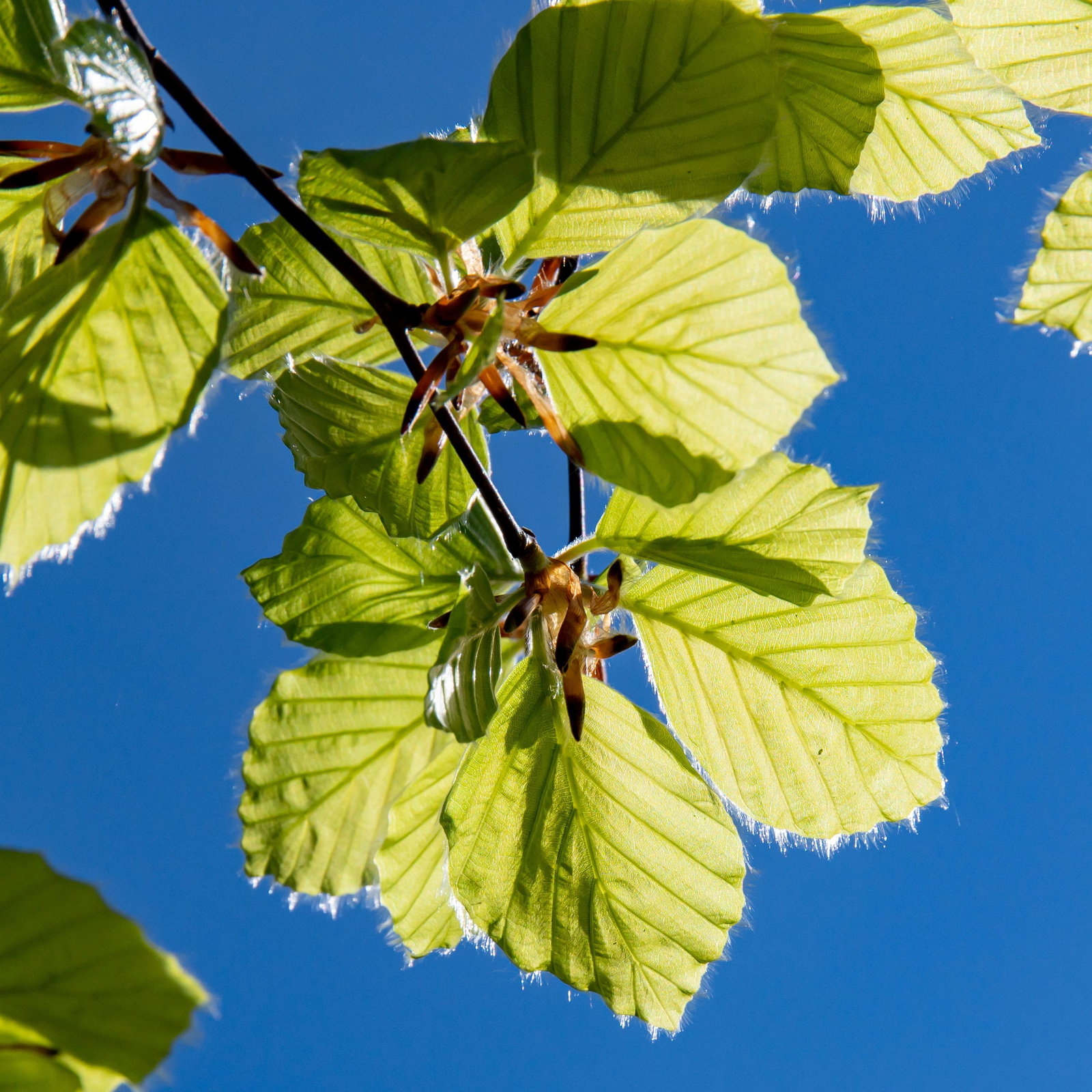 Sntelbuche Tortuosa - Fagus sylvatica Suentelensis (Tortuosa Purpurea)  gnstig kaufen