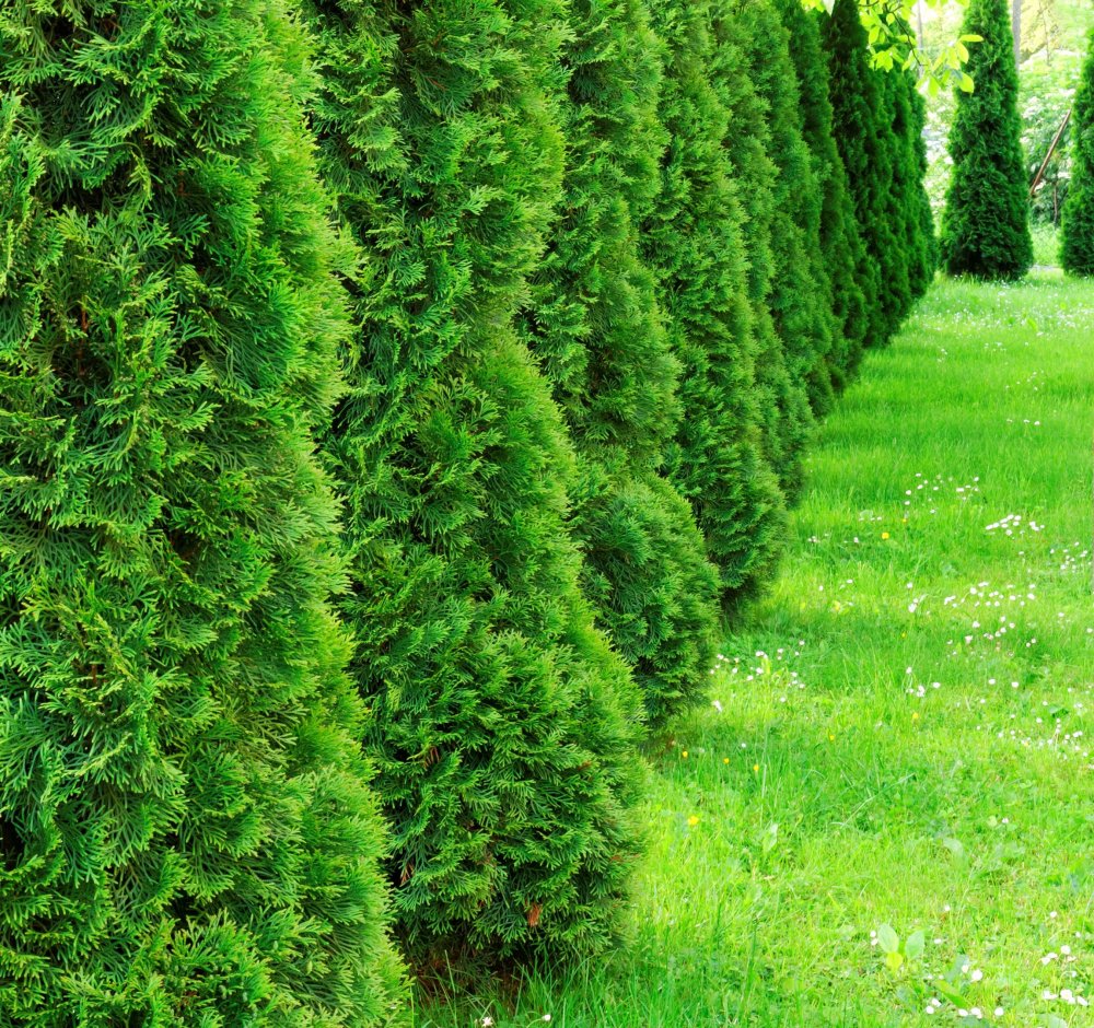 Wie Hoch Werden Thuja