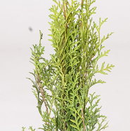 weihnachtsstern papier weiß Fröbelstern Weiß 22 cm – Canvas Weihnachtsstern aus Segeltuch für  Innenräume – DerGartenmarkt.de main image 0