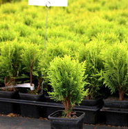 Lebensbaum Mecki - Thuja occidentalis Mecki gnstig kaufen