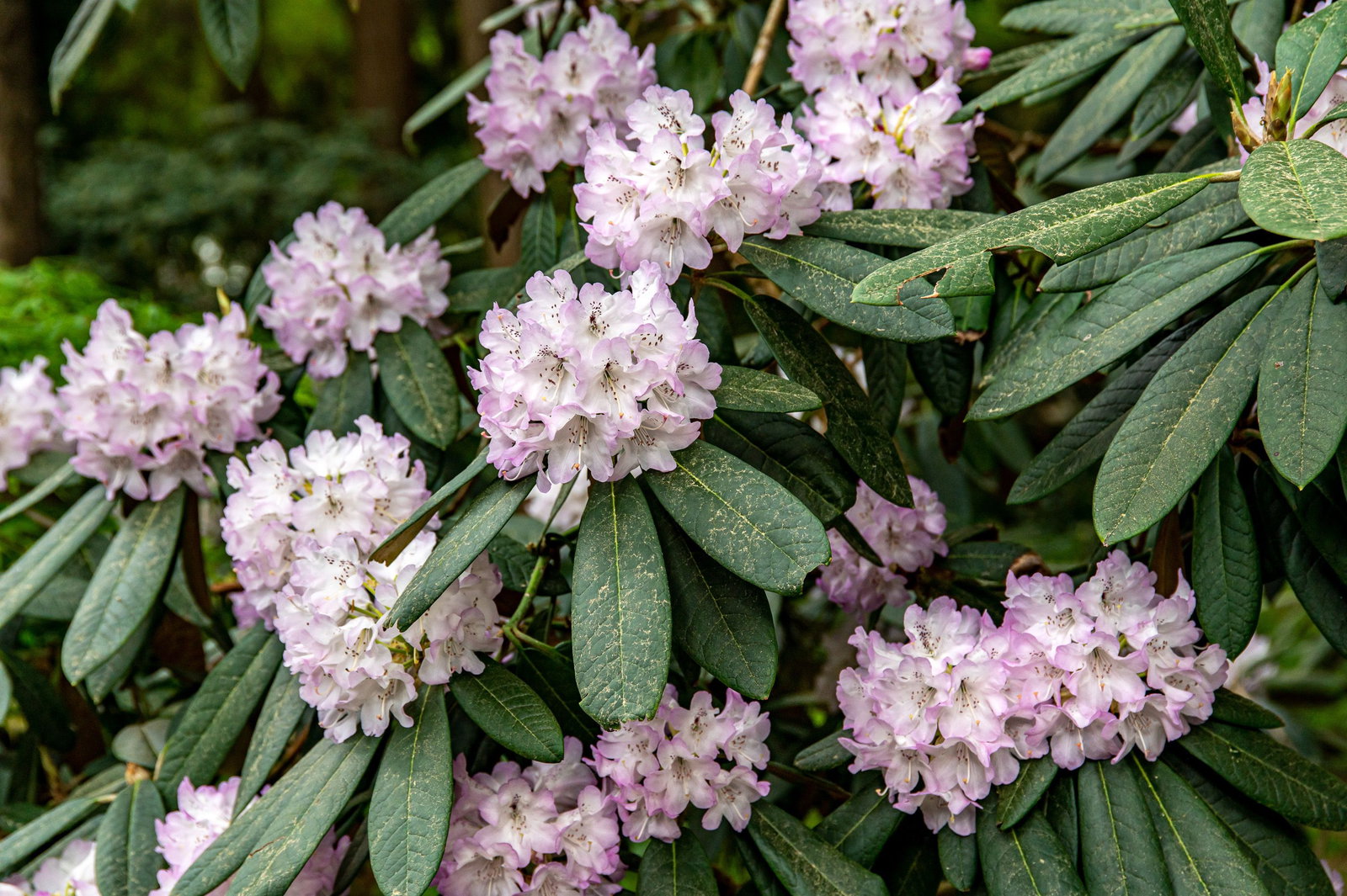 Rhododendron Silberpfeil - Rhododendron smirnowii Silberpfeil gnstig kaufen