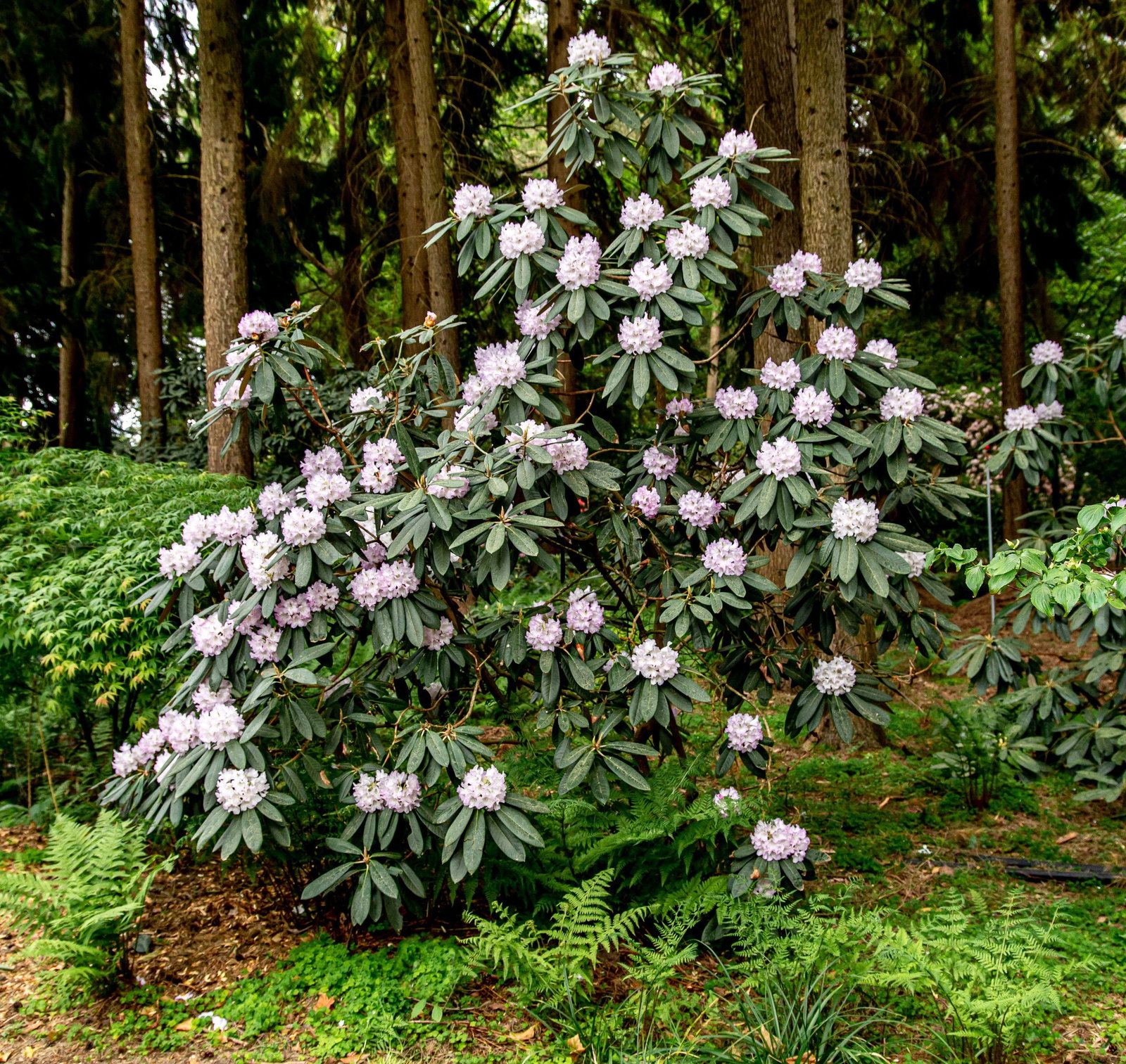 Rhododendron Silberpfeil - Rhododendron smirnowii Silberpfeil gnstig kaufen