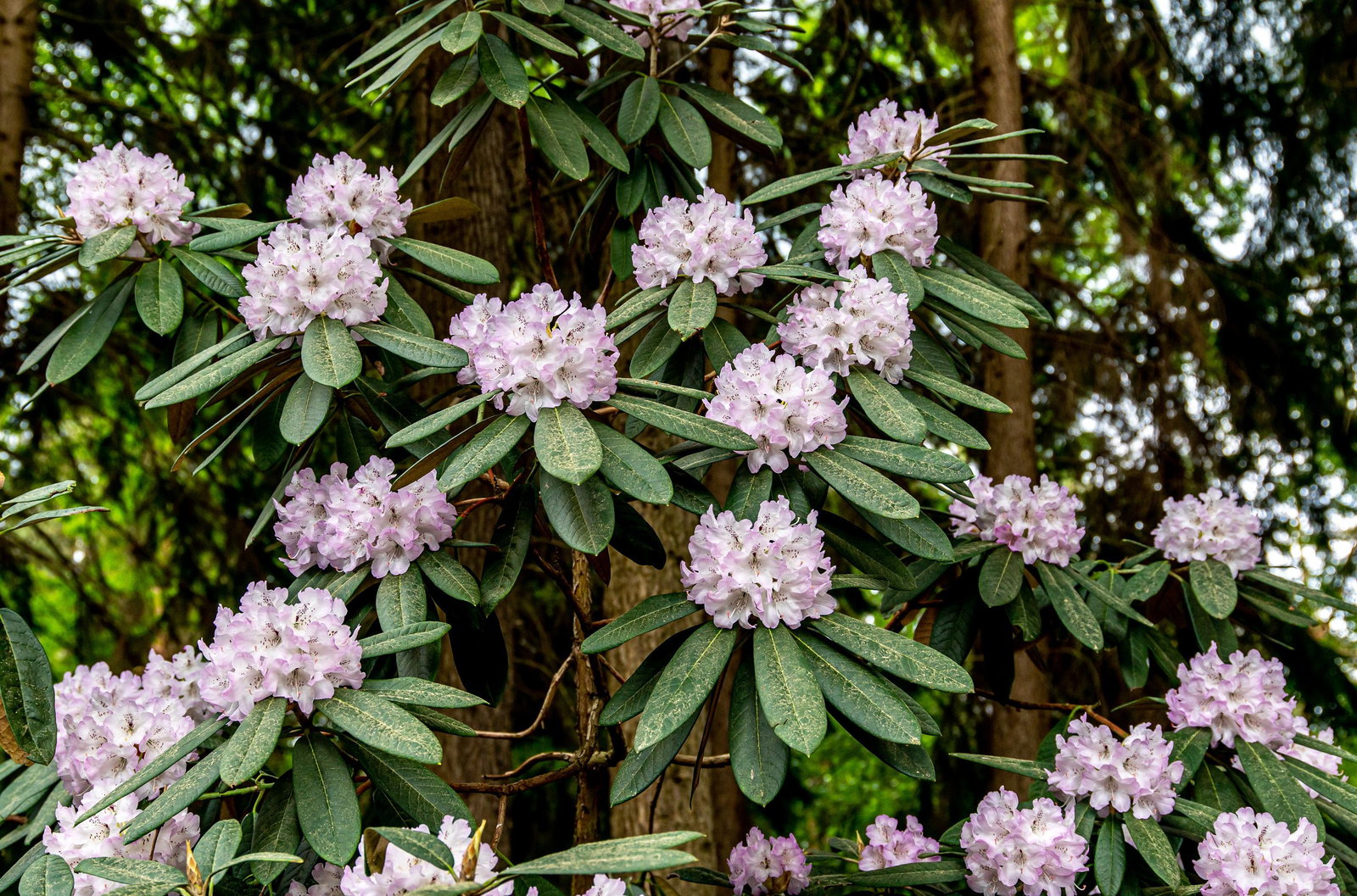 Rhododendron Silberpfeil - Rhododendron smirnowii Silberpfeil gnstig kaufen