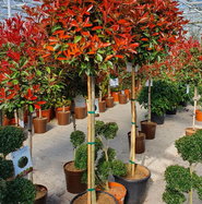 glanzmispel spalier red robin Glanzmispel 'Red Robin' / Photinia fraseri 'Red Robin', Spalier online  kaufen