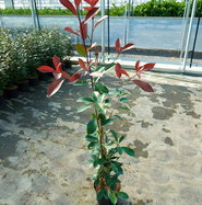Glanzmispel Red Robin - Photinia fraseri Red Robin gnstig kaufen