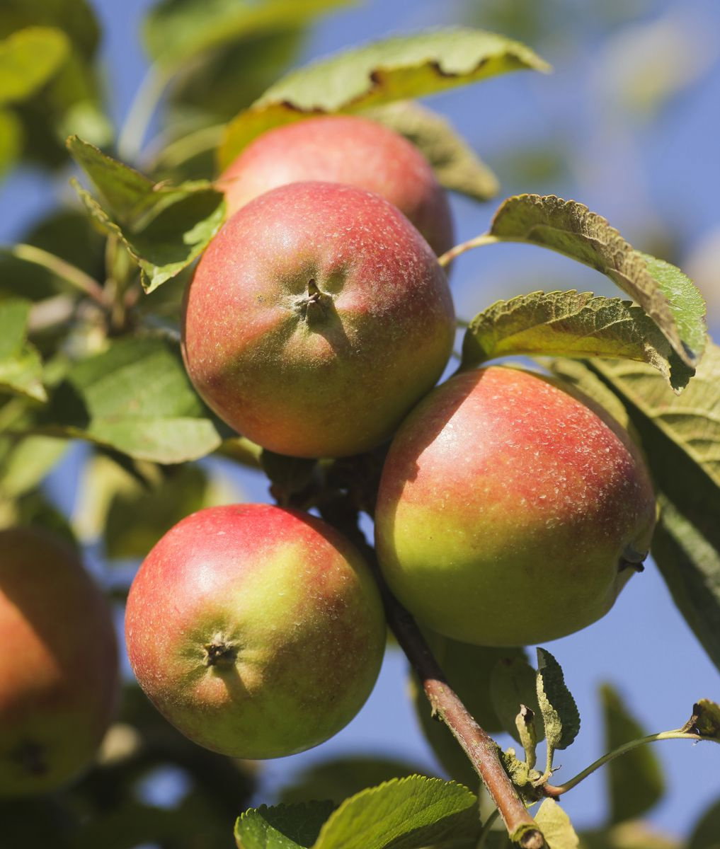 Malus domestica 'GALA' - Fruitbomen Oirschot