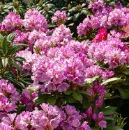Rhododendron INKARHO-Dufthecke, lila - Rhododendron Hybride INKARHO-Dufthecke,  lila gnstig kaufen