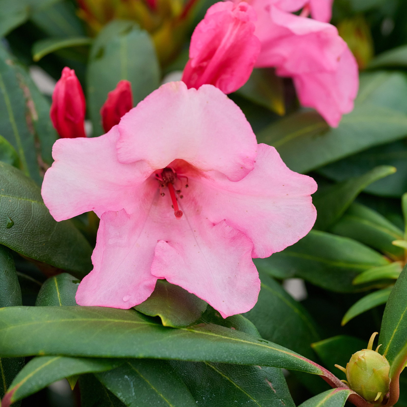 Rhododendron Herbstzauber - Rhododendron Hybride Herbstzauber gnstig kaufen