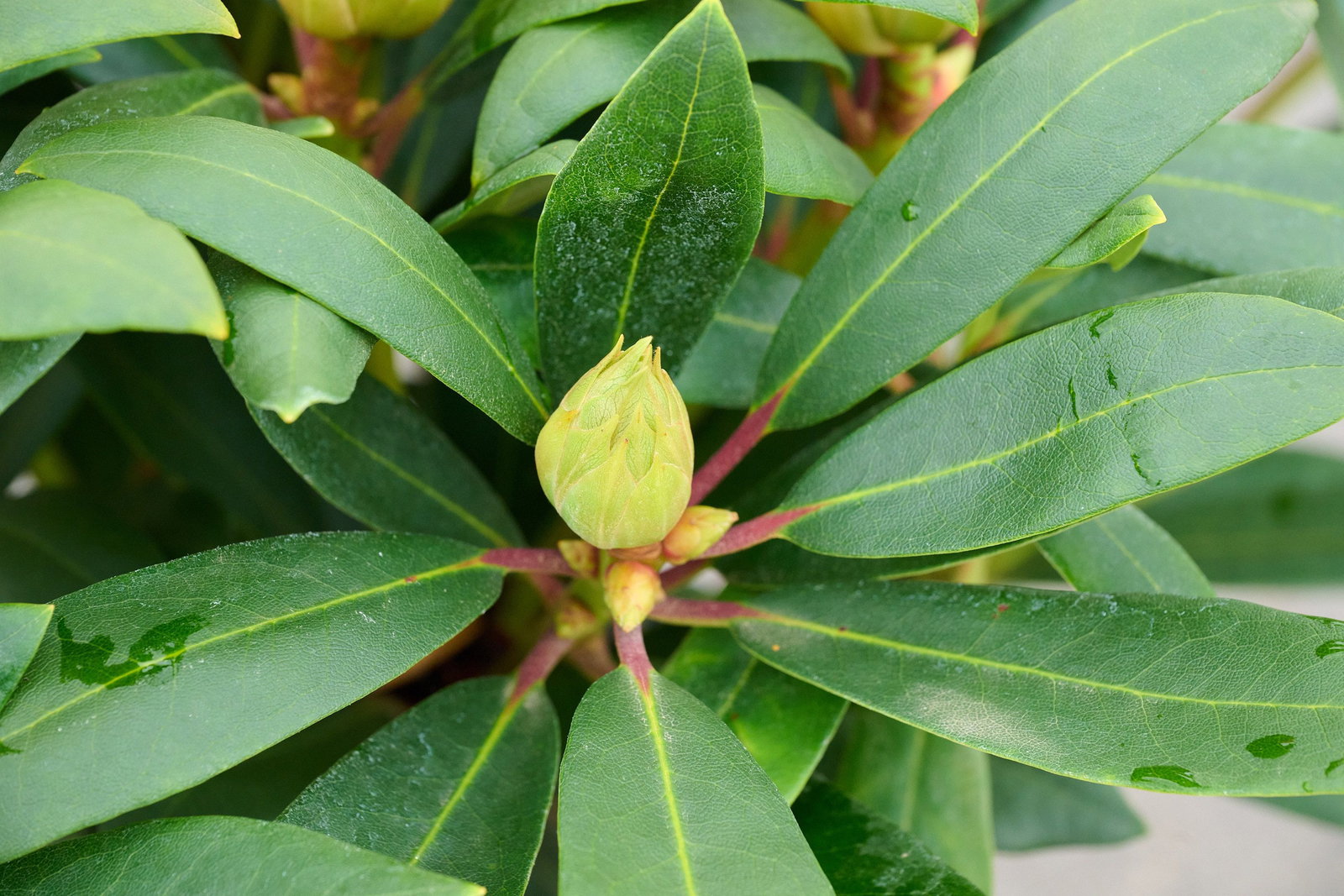 Rhododendron Herbstzauber - Rhododendron Hybride Herbstzauber gnstig kaufen