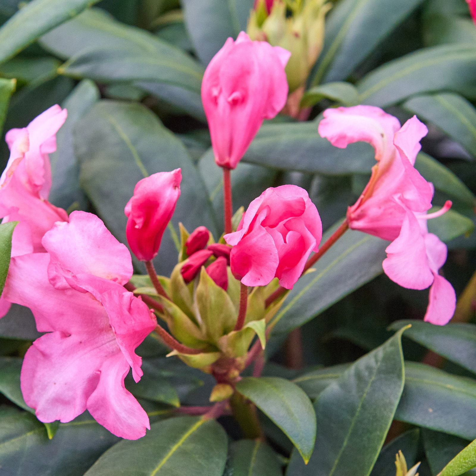 rhododendron 3m P.J.M. Elite Rhododendron – Weston Nurseries main image 0
