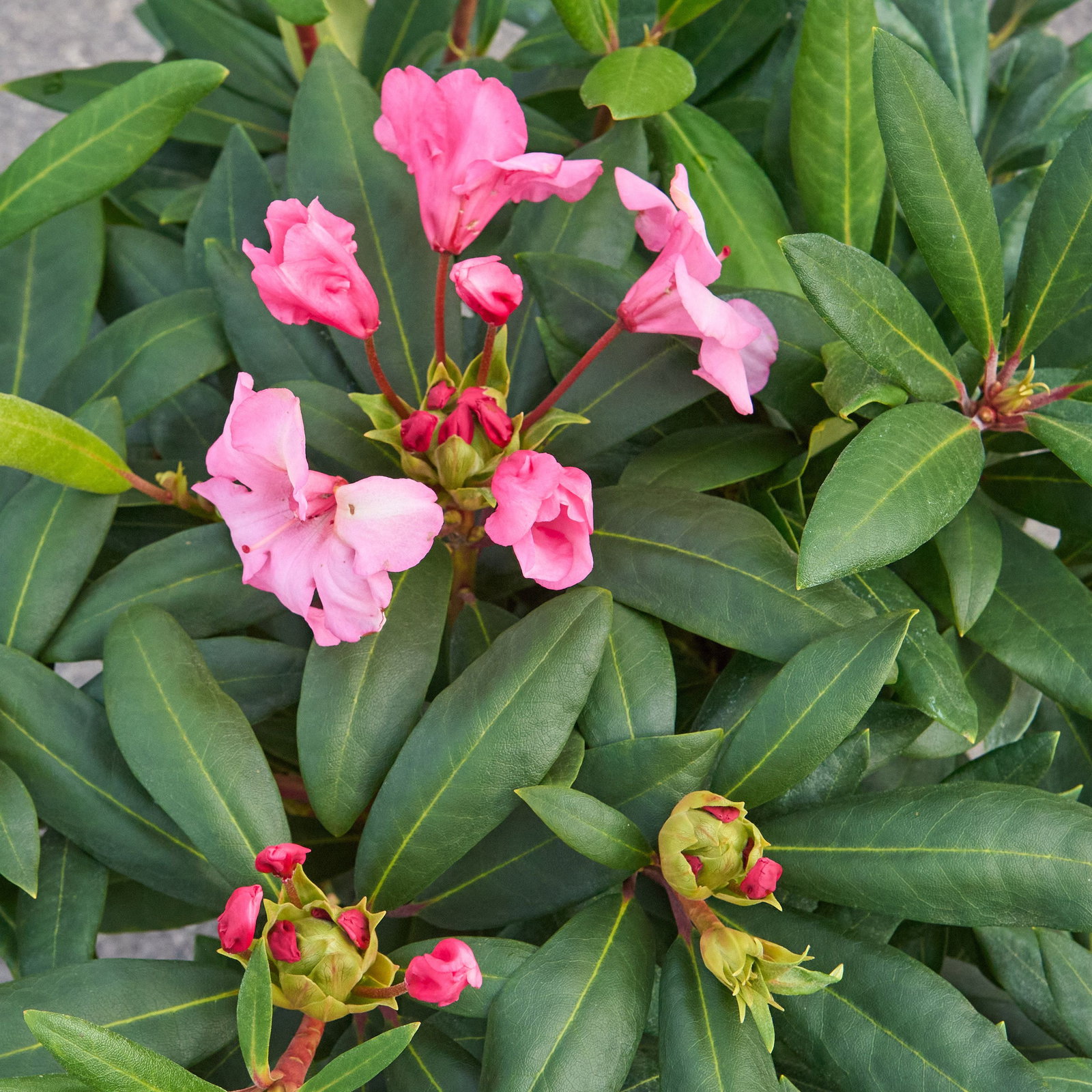 Rhododendron Herbstzauber - Rhododendron Hybride Herbstzauber gnstig kaufen
